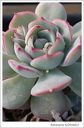 Echeveria KOHAKU :　エケベリア琥珀