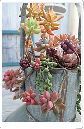 多肉植物のコンテナ寄せ植え