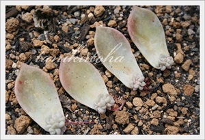 多肉植物の葉ざし：白牡丹