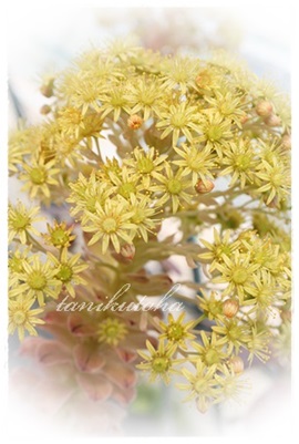 アエオニウム属まだら黒法師の花：Aeonium MADARAKUROHOUSI