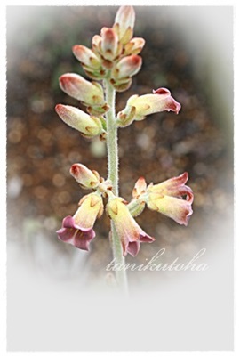 カランコエ属ゴールデンバーニーの花：Kalanchoe Golden Bunny