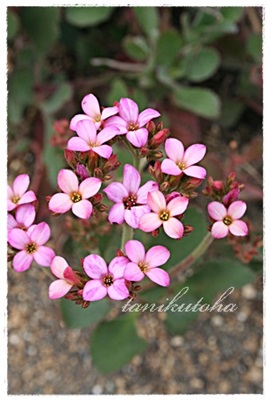 カランコエ属紅白銀の舞の花：Kalanchoe BENIHAKUGINNOMAI