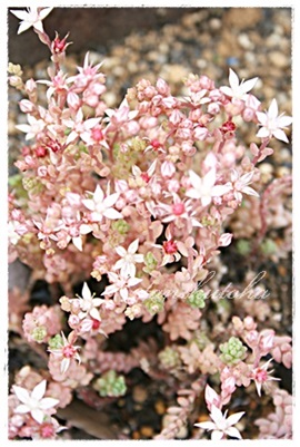 セダム属ポトシナム花：Sedum potocinum